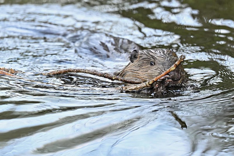 Eurasian beaver, European beaver (Castor fibre), swimming in a stream with a branch in its mouth, Canton Zug, Switzerland