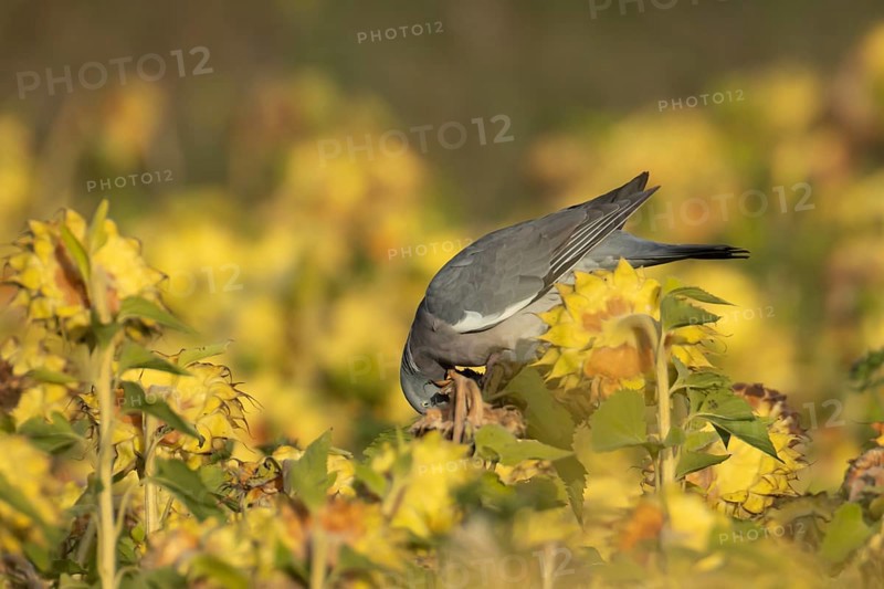 Wood pigeon (Columba palumbus) adult bird feeding on sunflower seedheads, England, United Kingdom