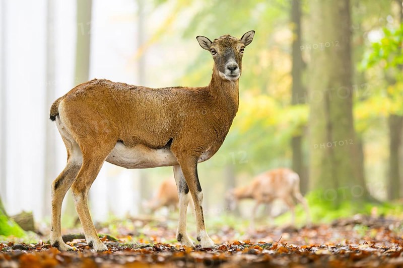 European mouflon (Ovis aries musimon) sheep (female) standing in a forest in autumn, Bavaria, Germany