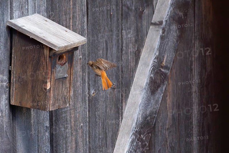 A male common redstart (Phoenicurus phoenicurus) landing on a birdhouse, animal photo, bird, bird species, nature photo, wildlife, fauna, Morter, Latsch, Italy