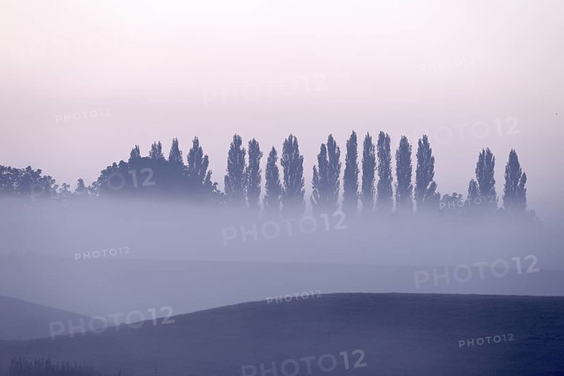 Landscape with deciduous trees at dawn and ground fog, Lower Rhine, North Rhine-Westphalia, Germany
