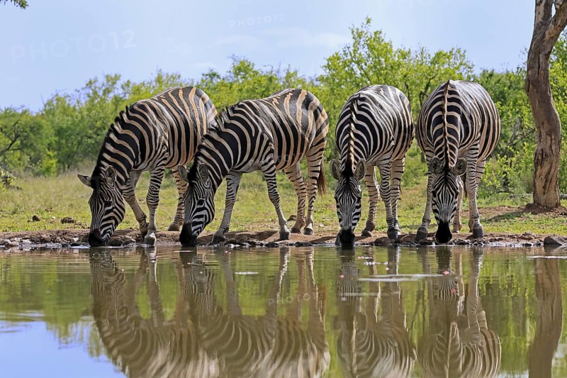 Burchell's zebra (Equus quagga burchelli), Burchell's zebra, adult, group, at water, waterhole, drinking, Kruger, Kruger National Park, South Africa