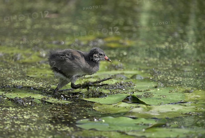 Green-footed moorhen (Gallinula chloropus), chick running over water plants, Lower Rhine, North Rhine-Westphalia, Germany