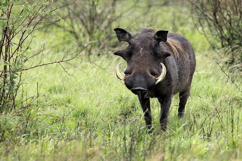 Warthog (Phacochoerus africanus), adult, male, foraging, alert, Kruger, Kruger National Park, South Africa