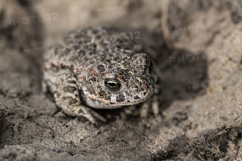 Natterjack toad (Epidalea calamita), Emsland, Lower Saxony, Germany