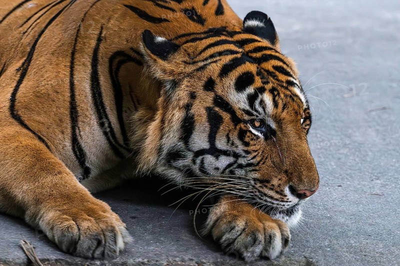 Tiger (Panthera tigris) Pattaya Thailand