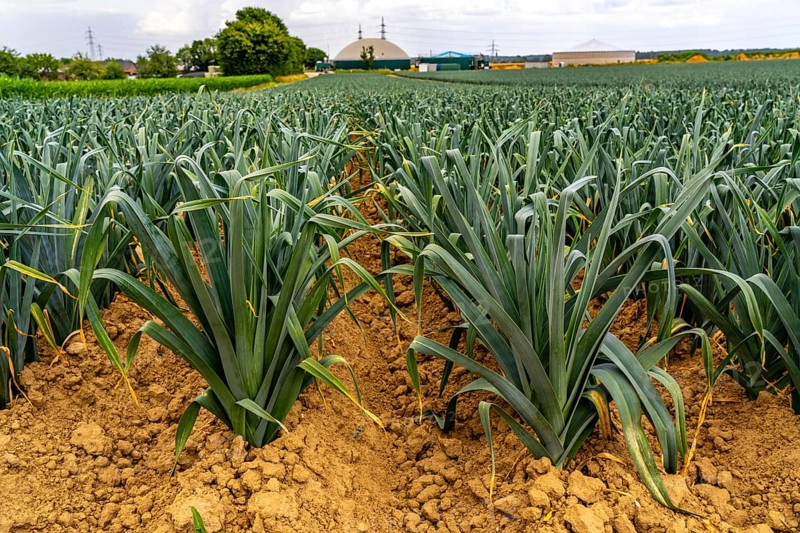 Agriculture, field with leeks, leek, shortly in front of harvest, near Nettetal, on the Lower Rhine, North Rhine-Westphalia, Germany
