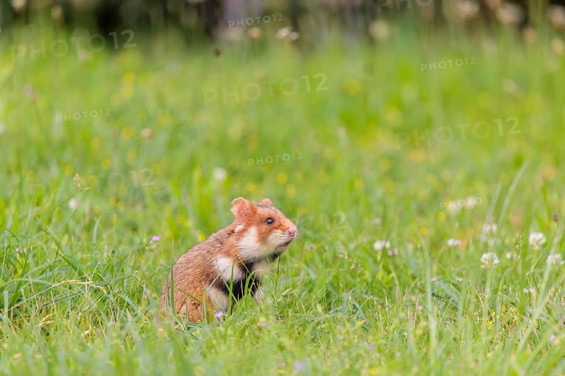 A European hamster (Cricetus cricetus) collects herbs, grass and daisies in a fresh green meadow