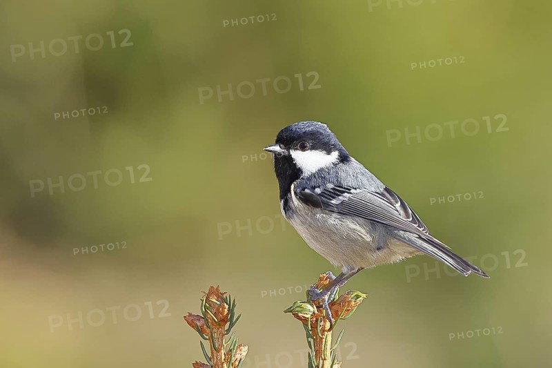 Fir tit (Parus ater), sitting on the top of a young spruce, European spruce (Picea abies), Wilnsdorf, North Rhine-Westphalia, Germany