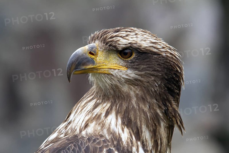 Black chested buzzard, Geranoaetus melanoleucus, Immature female perched on a tree, Close-up, Imbabura province, Ecuador, South America