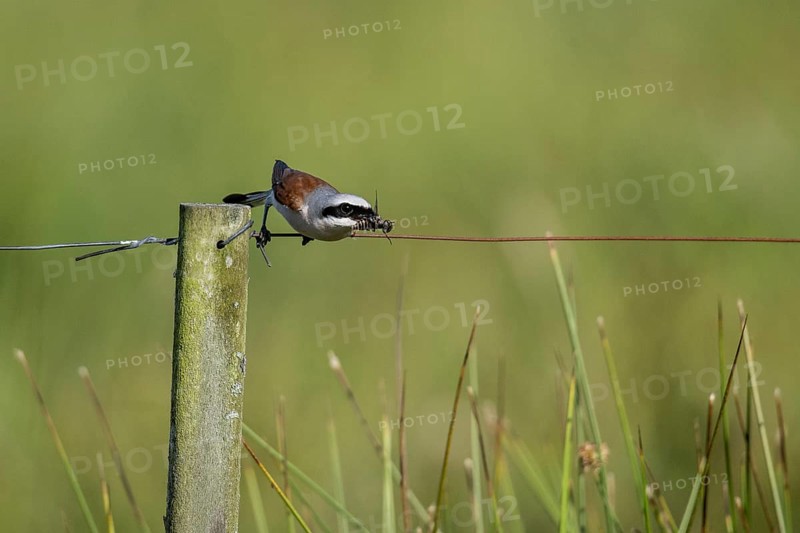 Red-backed shrike (Lanius collurio), Emsland, Lower Saxony, Germany