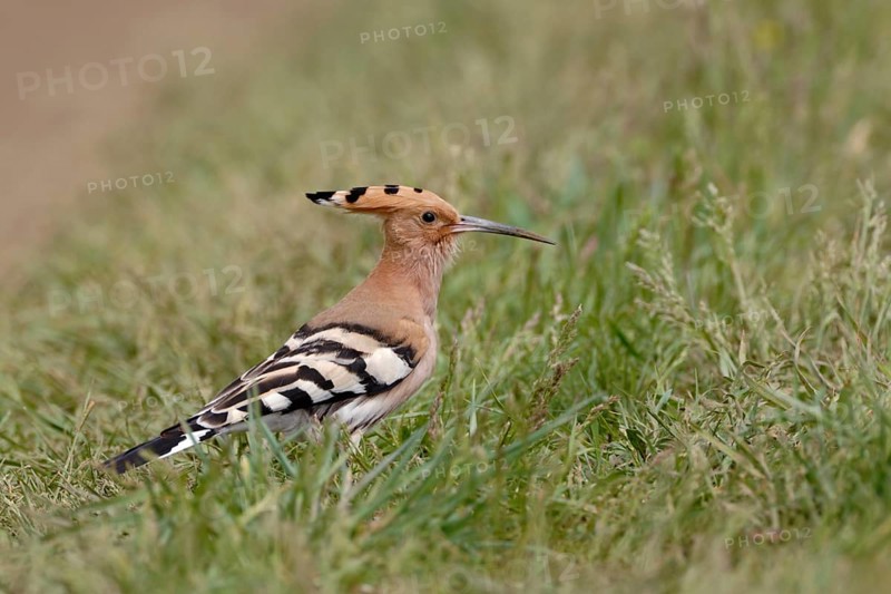 By the wayside... Hoopoe (Upupa epops) sitting on the ground in the grass looking for food, widespread striking characteristic bird with conspicuous feather cap and black and white plumage markings, native nature, Illmitz, Lake Neusiedl, Burgenland, Austria, Central Europe