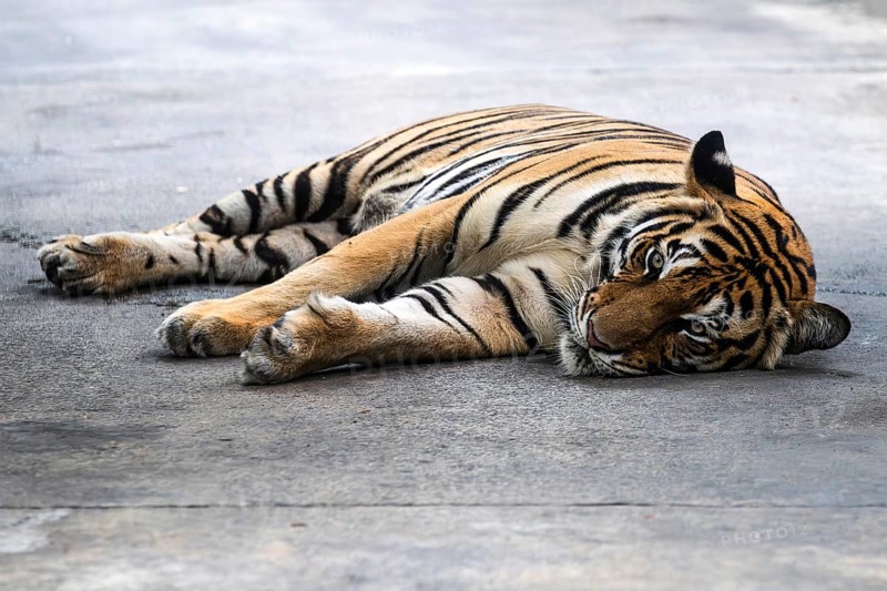 Tiger (Panthera tigris) Pattaya Thailand