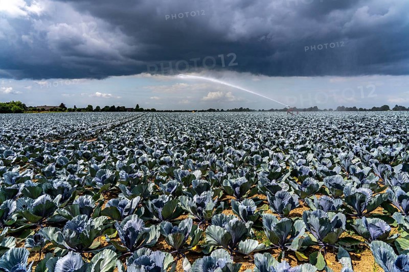 Agriculture, artificial irrigation of a field, irrigation system, cabbage cultivation, red cabbage, near Kempen on the Lower Rhine, North Rhine-Westphalia, Germany