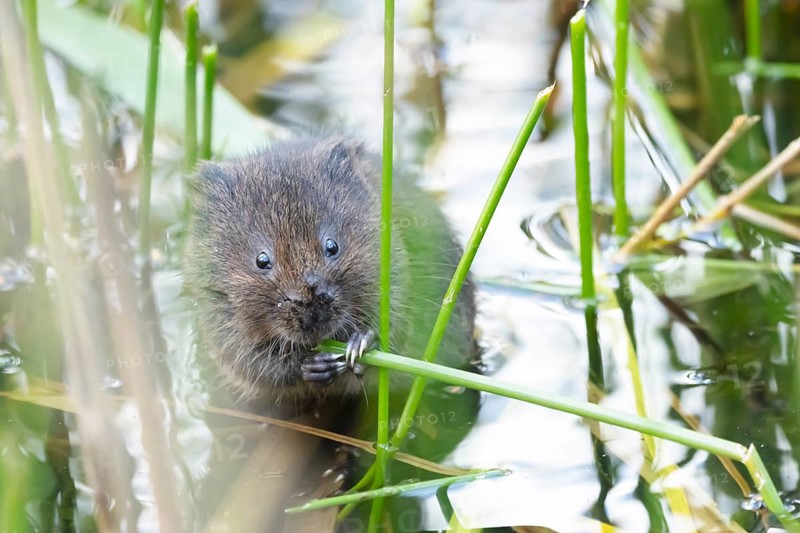 Water vole (Arvicola amphibius) adult animal feeding on a reed plant stem in a pond, England, United Kingdom