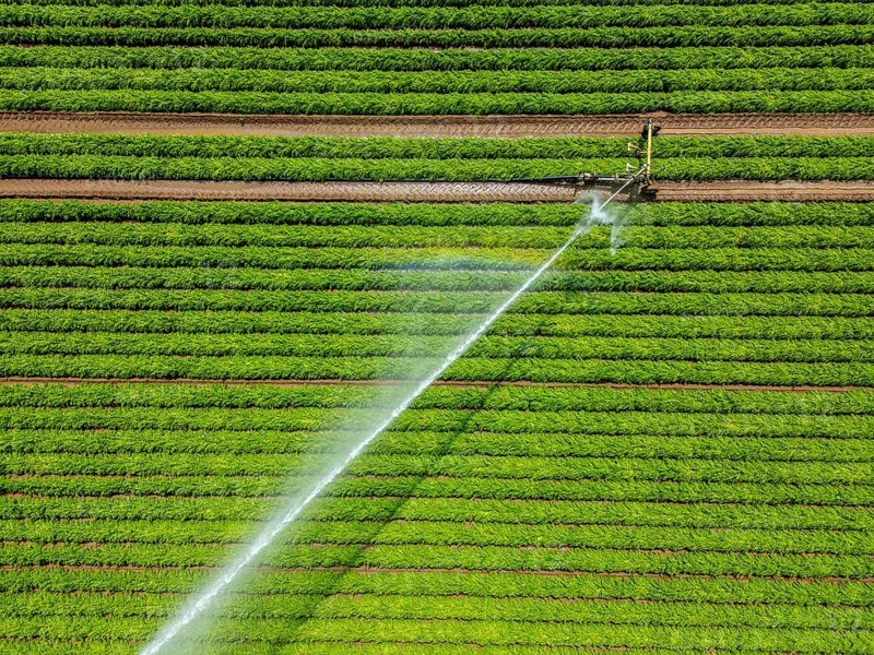 Artificial irrigation with a sprinkler system in a field where carrots are grown, near Kerken, on the Lower Rhine, North Rhine-Westphalia, Germany