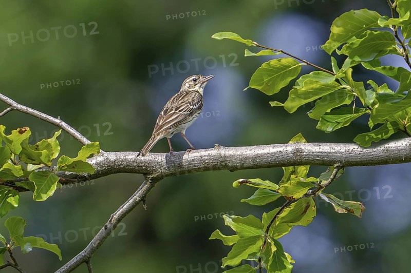 Tree pipit (Anthus trivialis, Alauda trivialis) perched in tree at open woodland in late spring, early summer