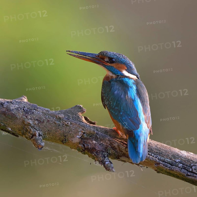 After the work is done... Kingfisher (Alcedo atthis), female sits with dirty beak on a branch, resting, looking for food after digging her nest tube, breeding den, Lower Rhine, Rhineland, North Rhine-Westphalia, Germany, Western Europe