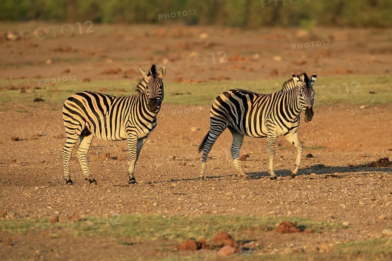 Burchell's zebra (Equus quagga burchelli), Burchell's zebra, adult, two animals, foraging, Kruger, Kruger National Park, South Africa