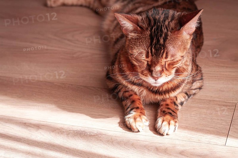 Bengal cat relaxing in sunlit room, highlighting unique fur patterns and playful demeanor on wooden floor