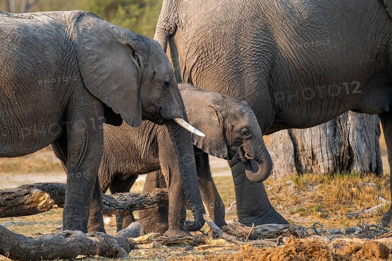 African elephant (Loxodonta africana), young with mother looking for food, Okavango Delta, Moremi Game Reserve, Botswana