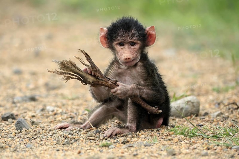 Bear baboon, chacma baboon (Papio ursinus), young, baby, sitting on ground, fragile, foraging, playing, Kruger, Kruger National Park, South Africa