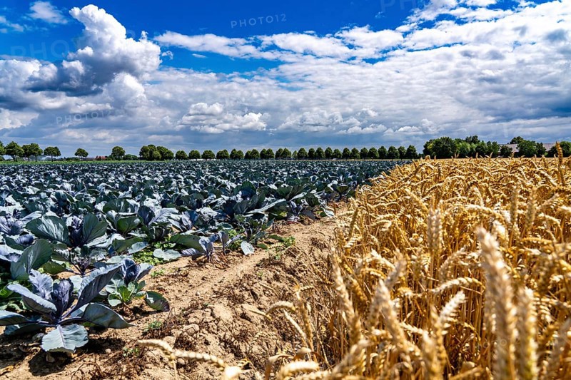 Agriculture, fields, wheat on the right, cabbage cultivation on the left, red cabbage, near Kempen on the Lower Rhine, North Rhine-Westphalia, Germany