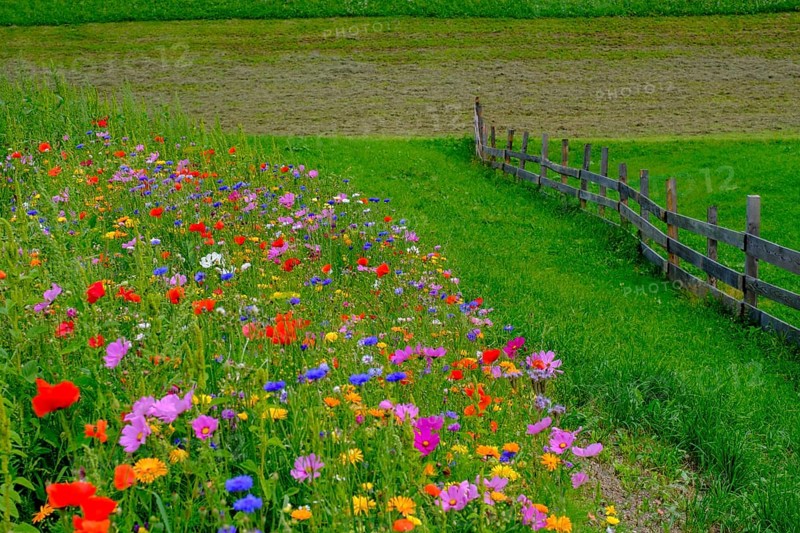 Wildflower meadow, Sesto, Dolomites, Val Pusteria, South Tyrol, Italy