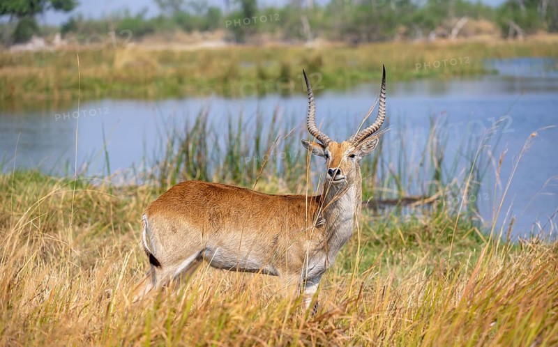 Letschwe or lychee moor antelope (Kobus leche), Okavango Delta, Moremi Game Reserve, Botswana