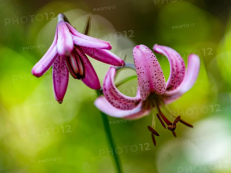 Turk's cap lily (Lilium martagon), Jenner, Berchtesgaden National Park, Schönau am Königssee, Berchtesgadener Land, Upper Bavaria, Bavaria, Germany