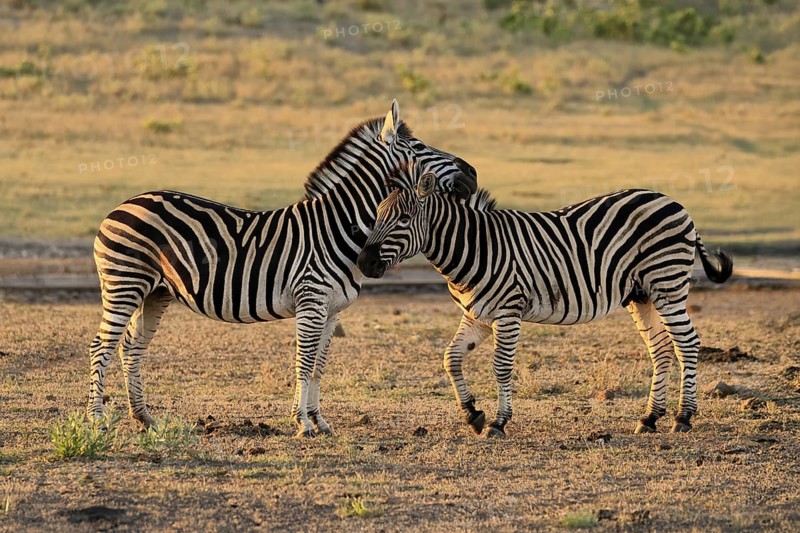 Burchell's zebra (Equus quagga burchelli), Burchell's zebra, adult, two animals, pair, social behaviour, Kruger, Kruger National Park, South Africa