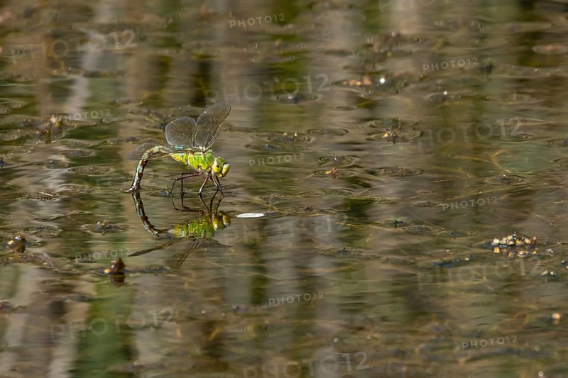 Emperor dragonfly (Anax imperator) adult female insect laying eggs in a pond in summer, England, United Kingdom