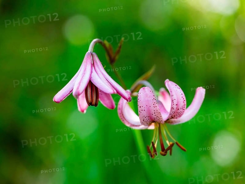 Turk's cap lily (Lilium martagon), Jenner, Berchtesgaden National Park, Schönau am Königssee, Berchtesgadener Land, Upper Bavaria, Bavaria, Germany