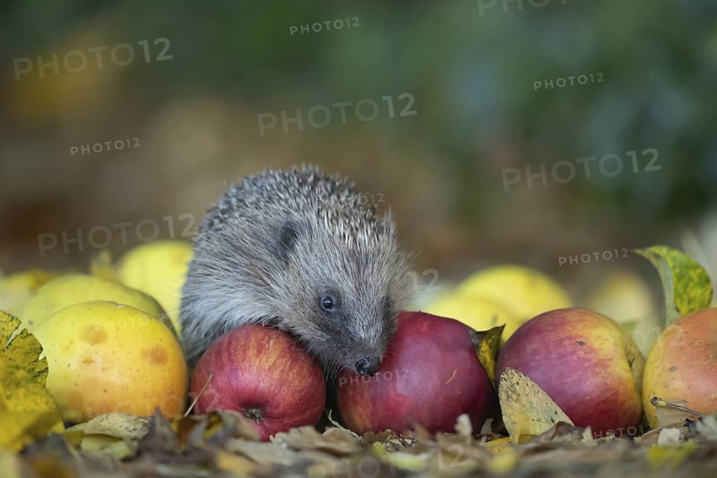 European hedgehog (Erinaceus europaeus) adult animal amongst fallen apples on a garden lawn, Suffolk, England, United Kingdom