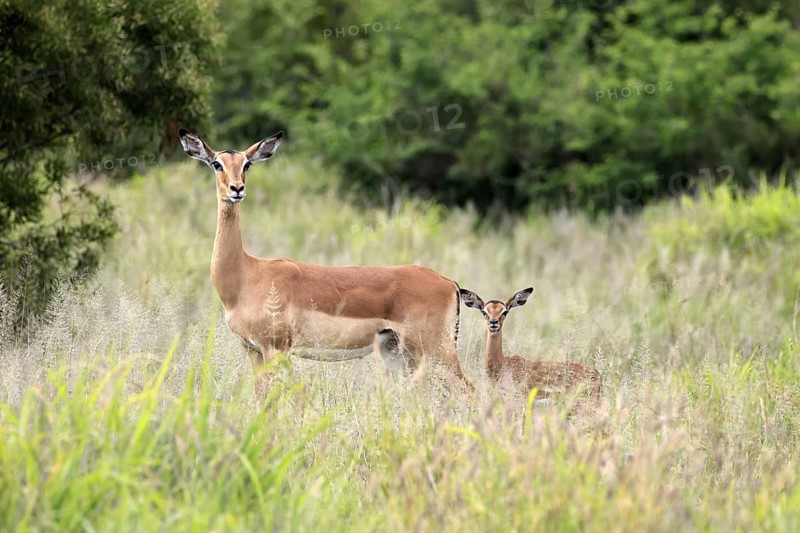 Black heeler antelope (Aepyceros melampus), impala, adult, female, young animal, mother with young animal, Kruger, Kruger National Park, South Africa