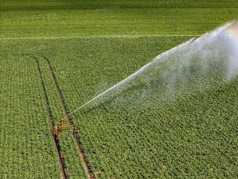 Artificial irrigation with a sprinkler system in a field where sugar beet is grown, near Rheurdt, on the Lower Rhine, North Rhine-Westphalia, Germany
