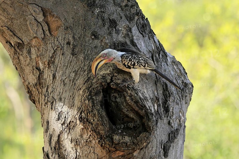 Southern Yellow-billed Hornbill (Tockus leucomelas), Red-ringed Hornbill, adult, male, at breeding den, alert, Kruger, Kruger National Park, South Africa