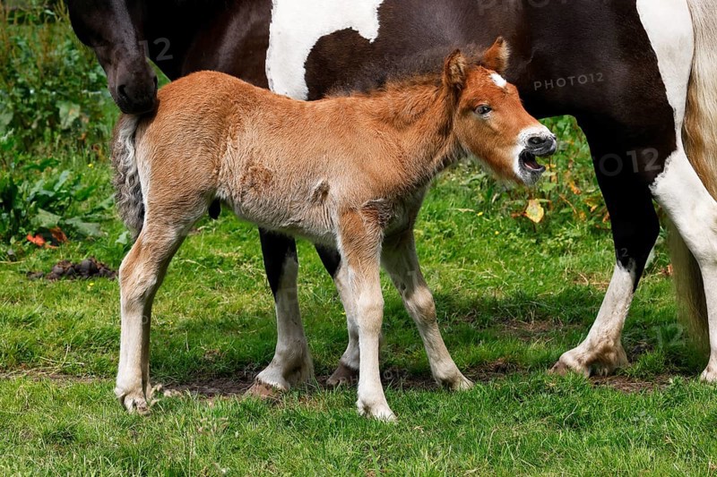 Icelandic horses (Equus islandicus), foal and mare in a meadow, colt, Tierkind, Schleswig-Holstein, Germany