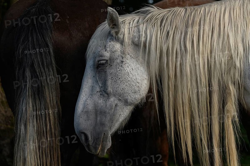A white pair with long, golden manes are found between a large group of thick and brown pairs. Het is een zonnige dag en de dieren zijn ontspannen in het gras. Bas Rhin, Alsace, France