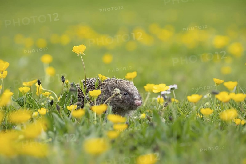 European hedgehog (Erinaceus europaeus) adult animal in a spring time meadow with flowering Buttercups, Suffolk, England, United Kingdom
