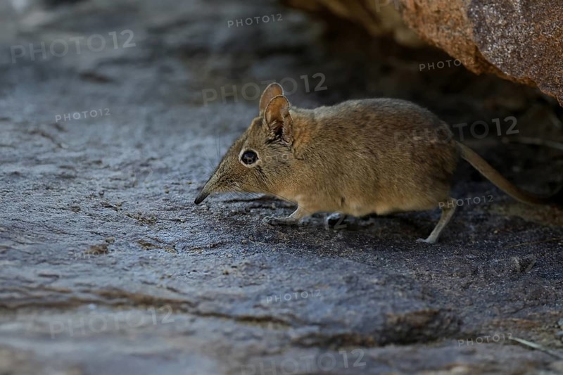 Short-eared elephant shrew (Macroscelides probosideus), adult, foraging, Mountain Zebra National Park, Eastern Cape, South Africa