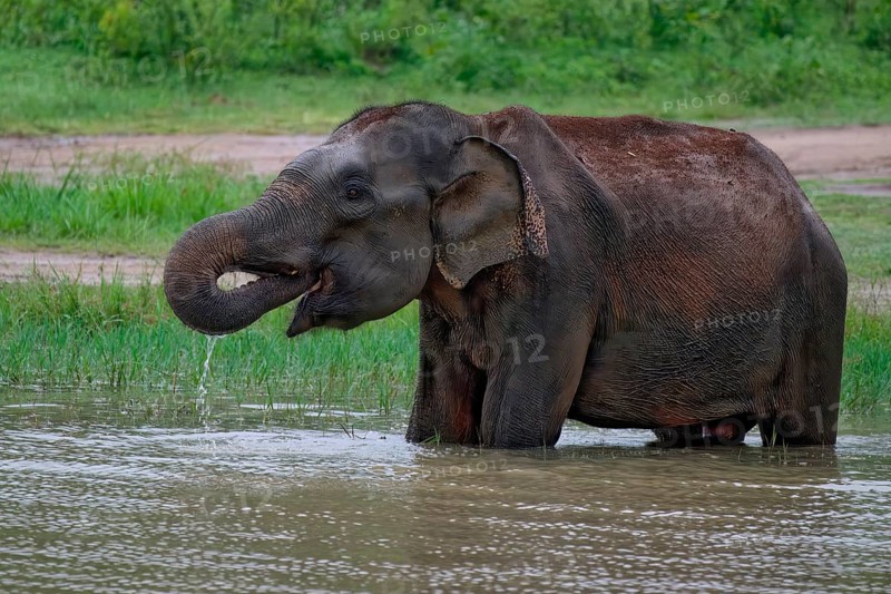Sri Lankan elephant (Elephas maximus maximus) drinking water, Uda Walawe National Park, Sri Lanka