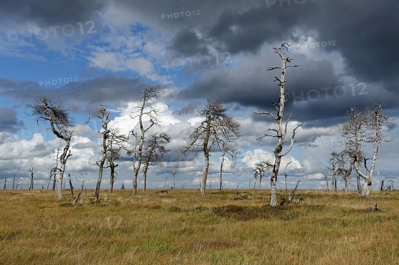 Noir Flohay in the High Fens, an upland moor in the Eife, dead trees are the remains of a large forest fire, low-hanging clouds provide a dramatic lighting mood that matches the picture, well-known and important nature reserve in Belgium near the German border near Aachen, Wallonia, Western Europe