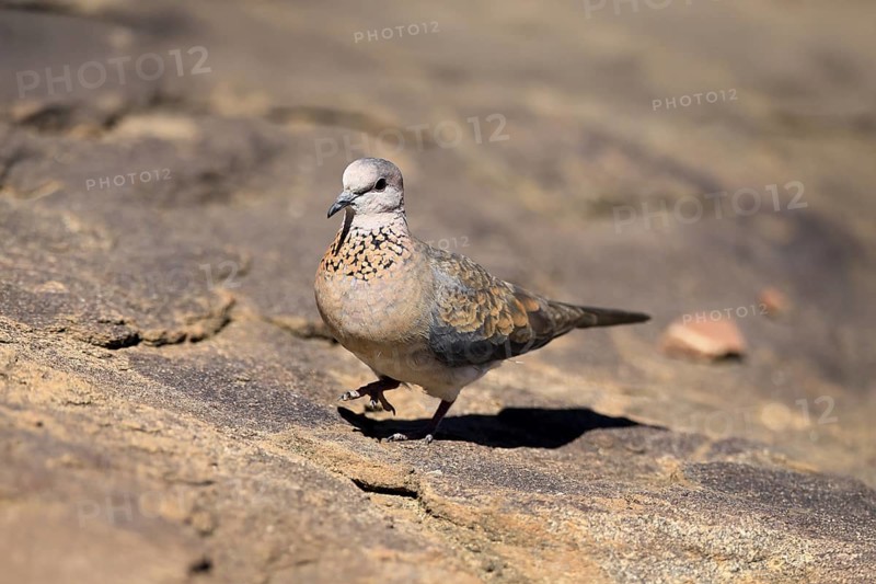 Palm Pigeon (Spilopelia senegalensis), adult, on the ground, foraging, Mountain Zebra National Park, Eastern Cape, South Africa