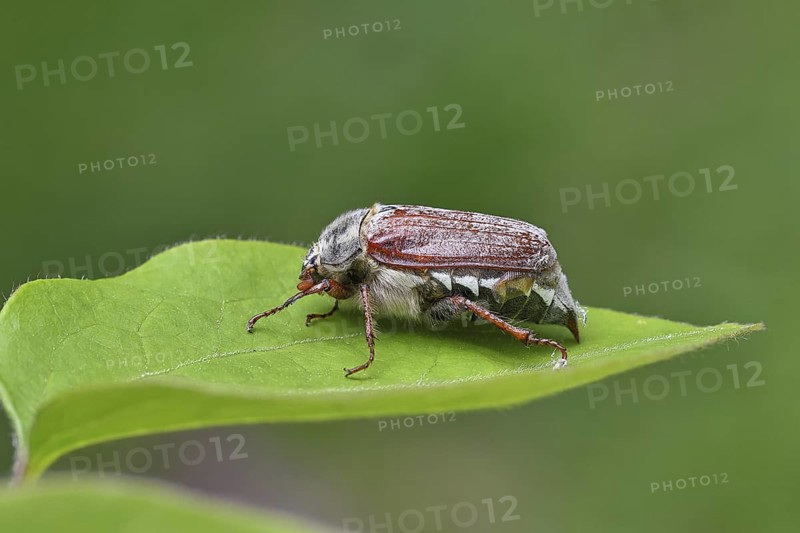 May beetle, wood cockchafer (Melolontha hippocastani), female, on a leaf litter, close-up, Wilnsdorf, North Rhine-Westphalia, Germany
