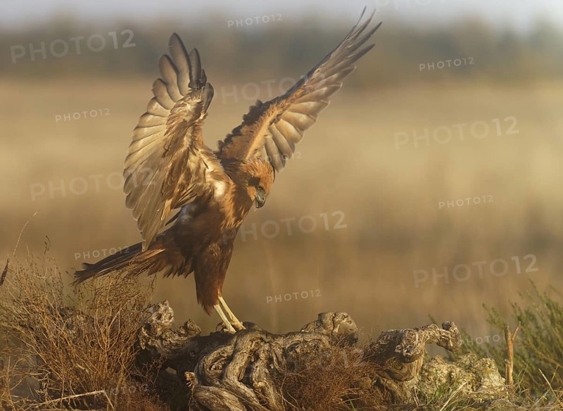 Young female marsh harrier (Circus aeruginosus) on a tree root in morning fog, Castilla-La Mancha, Spain