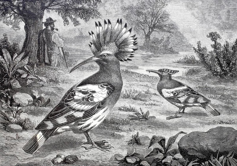 Bird, Hoopoe, Upupa epops, Historical, digitally enhanced reproduction of a 19th century model