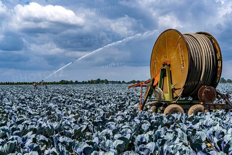 Agriculture, artificial irrigation of a field, irrigation system, cabbage cultivation, red cabbage, near Kempen on the Lower Rhine, North Rhine-Westphalia, Germany