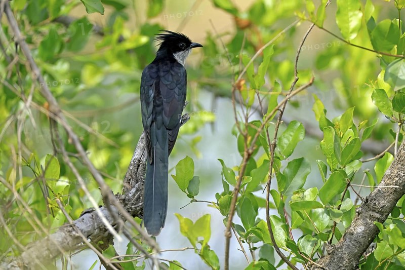 Cape Cuckoo (Clamator levaillantii), adult, on tree, alert, Kruger, Kruger National Park, South Africa