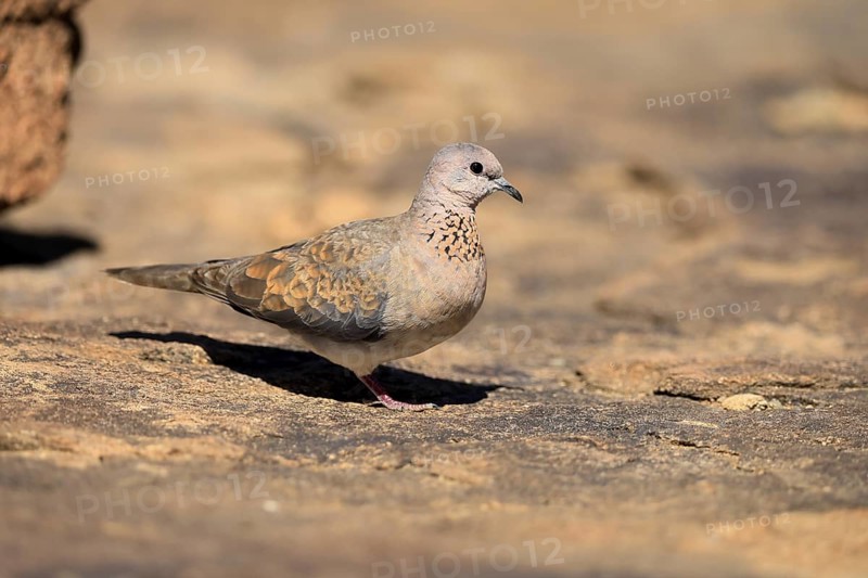Palm Pigeon (Spilopelia senegalensis), adult, on the ground, foraging, Mountain Zebra National Park, Eastern Cape, South Africa